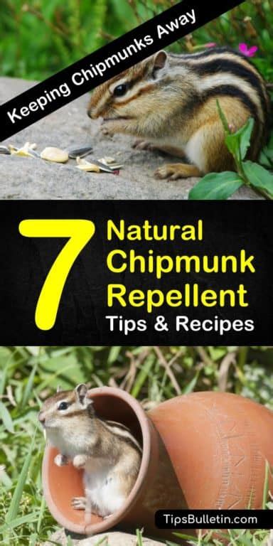 7 Smart & Safe Chipmunk Repellents