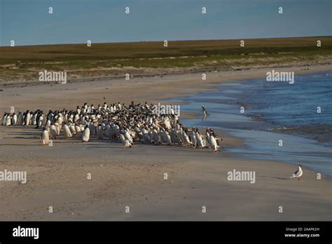 Leopard seal hunting penguin hi-res stock photography and images - Alamy