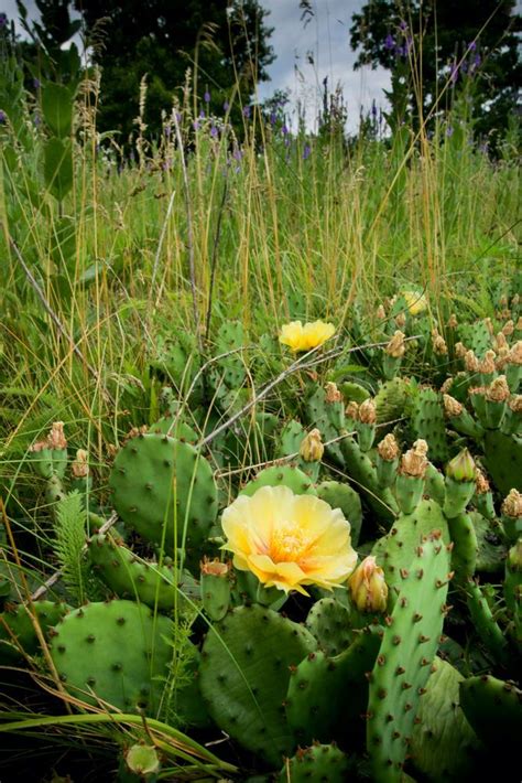 Photo Of The Habitat View Of Eastern Prickly Pear Opuntia Humifusa