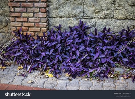 2,040 Tradescantia Pallida Images, Stock Photos, 3D objects, & Vectors ...