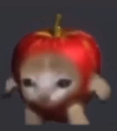 lol  funny cat memes onwishescom