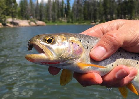 Bonneville Cutthroat Trout In Nevada Krebs Creek