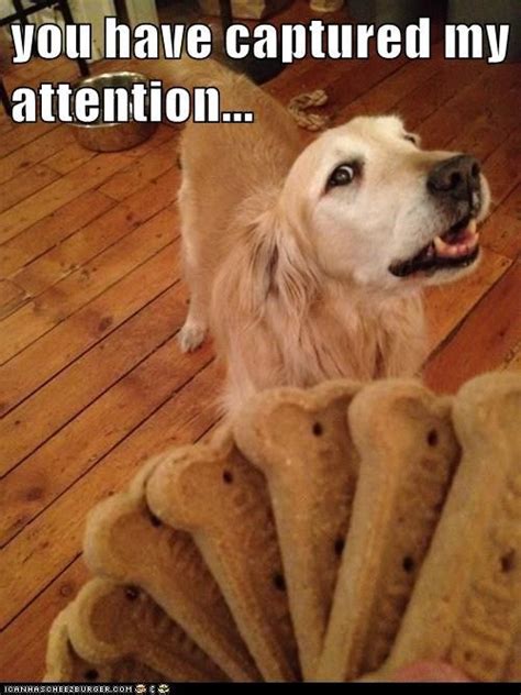 10 Of The Most Hilarious Dog Memes From Across The Internet Petcarerx