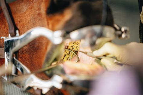 The Dental Vet - Equine Dentistry