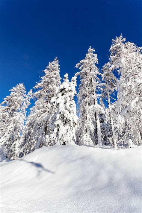 Alpine winter landscape stock photo. Image of bernina - 164994778