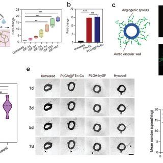 Synergistic Effect Of Ftncu And Hysf On Proangiogenesis A Tube