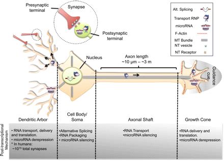 Understanding Neuronal Connectivity Through The Post Transcriptional