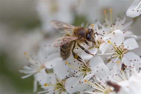 Kostenlose foto Natur Ast blühen Pflanze Fotografie Blume