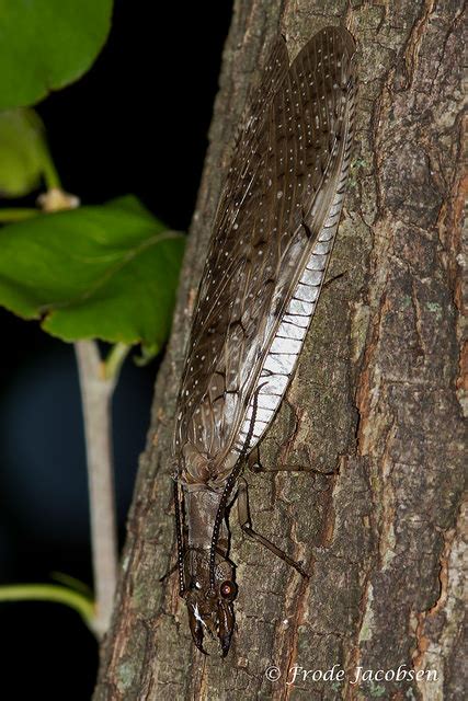 About Eastern Dobsonfly Maryland Biodiversity Project