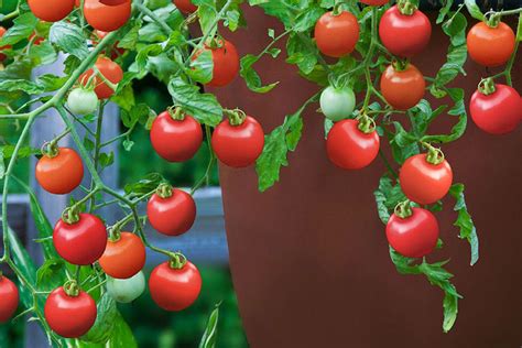 The Best Tomatoes To Grow In The Pnw — Seattle S Favorite Garden Store Since 1924 Swansons Nursery