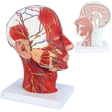 Buy Human Half Head Study Model, Teaching Simulation Head