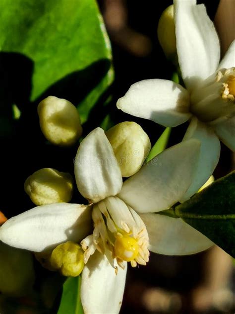 Orange Tree Blossom at Branch Stock Image - Image of tropical, blossom ...