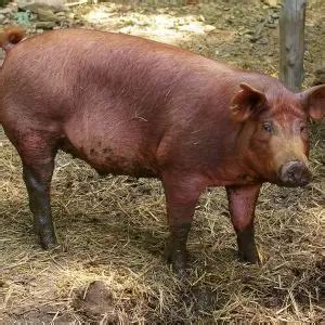 Porco Narigudo - Porco doméstico - Fatos, dieta, habitat e fotos em Animalia.bio
