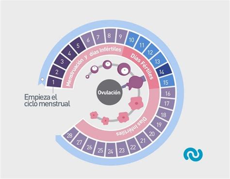 ¿cuáles Son Mis Días Fértiles Aprende A Conocer Tu Ciclo Inser