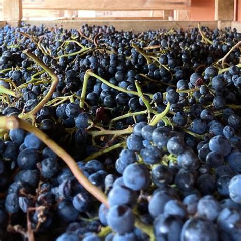 Interesting facts about Sangiovese | WineTourism.com