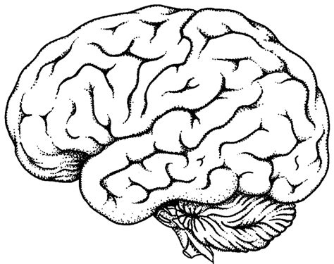 Dibujo Para Colorear Cerebro Img 27788 Images Brain Diagram Porn Sex Picture