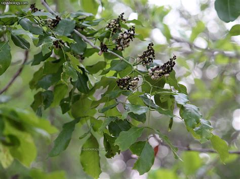 Pongamia pinnata Medicinal Uses - Rajus Biology