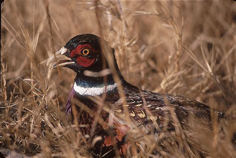 Colorado Pheasant Hunting Game And Fish