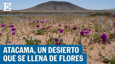 CHILE El increíble espectáculo del desierto que florece en Atacama