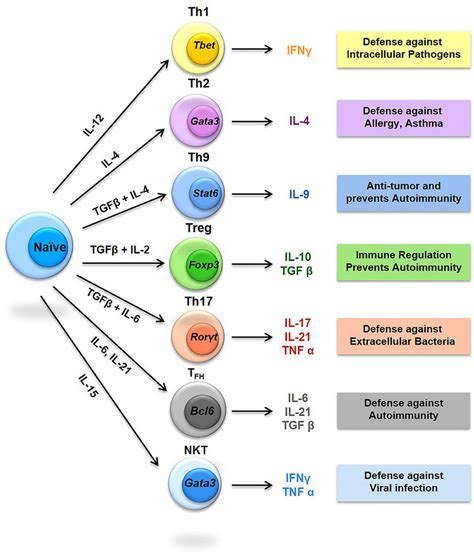 Diversity Of T Helper Th Cells The Signature Cytokines Produced By