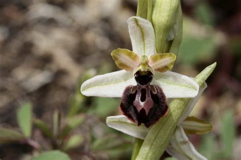 Ophrys Passionis Flores Silvestres De Aragón