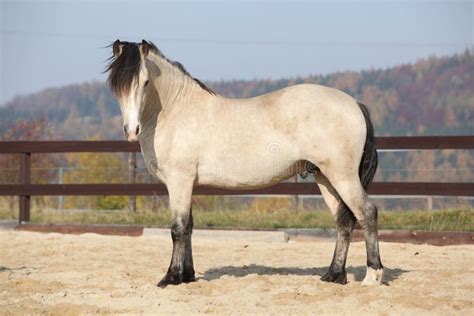 Amazing Palomino Welsh Cob Stallion With Black Hair Stock Photo Image