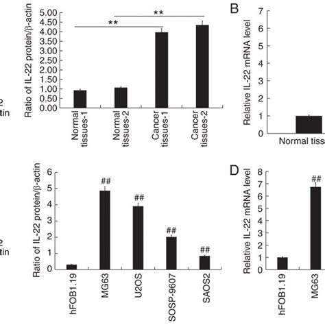 Il 22 Expression In Osteosarcoma Tissues And Cell Lines Western