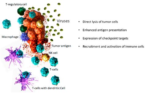 Biomedicines Free Full Text Oncolytic Virotherapy For Cancer Clinical Experience