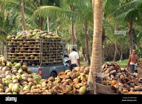 Pile Of Ripe Coconuts Bang Saphan Province Thailand Stock Photo Alamy