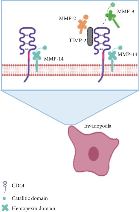 Cd44 And Interaction With Soluble Andor Cell Membrane Ligands A The