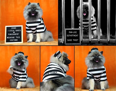 Prisoner Dog Costume Bad Dog dog costume Jail Dog Outfit | Etsy