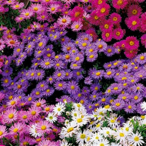 Aster Crego Mixed Colors Annual Flower Seeds Fleurs Fleurs Mariage