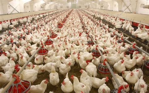 Nigeria Poultry Farmers Demand Federal Govt’s Compensation For Losses In 2022