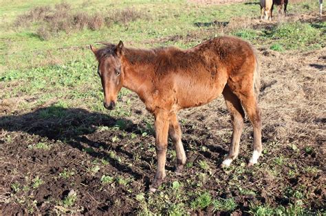 Poulain 5 mois Cheval à vendre Beauce Petites annonces équestres