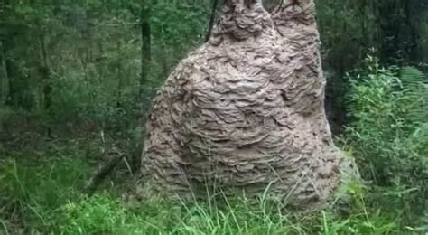 Yellow jacket wasp nest found in Florida. : r/WTF