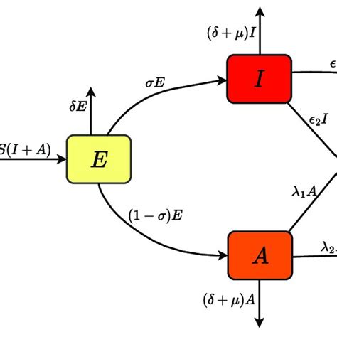 EBM Transfer Diagram Describing The COVID 19 Dynamics In The Population