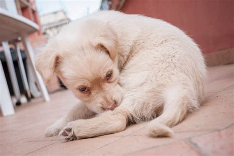 Zecche Nei Cani Sintomi E Rimedi Contro I Parassiti Del Cane