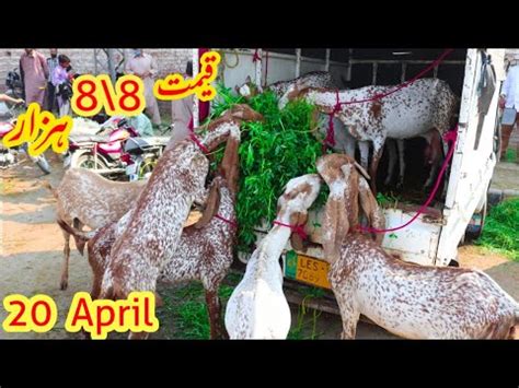 Wednesday Update Lahore Bakra Mandi Shahpur Kanjra Mandi Lahore