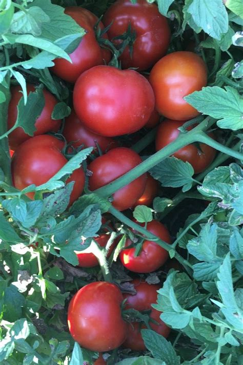 Семена за домати Seminis - Агроконсулт Буйнов