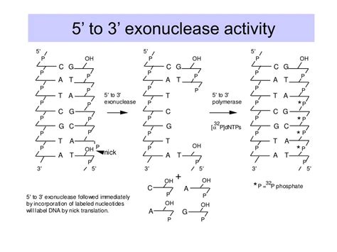 PPT - DNA replication PowerPoint Presentation, free download - ID:4500549