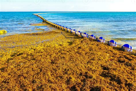 Seaweed Farm Stock Photos, Images and Backgrounds for Free Download