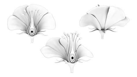 Parts Of A Flower - Ovary Stages 3D Model - TurboSquid 2137579