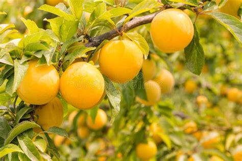 Plum Tree with Ripe Yellow Plums Stock Photo - Image of prune, tree ...