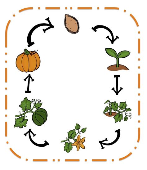 Recursos Y Actividades Para Educación Infantil Ciclo De Vida A Color De Las Plantas