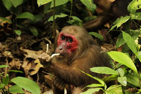 The Stump-tailed Macaques of Hollongapar | Roundglass | Sustain