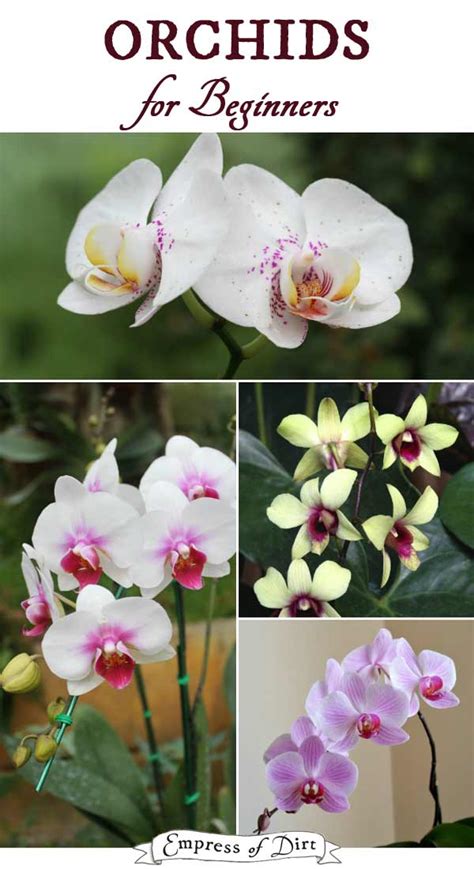 Orchids For Beginners Empress Of Dirt