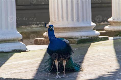 beautiful peacock bird 10878093 Stock Photo at Vecteezy