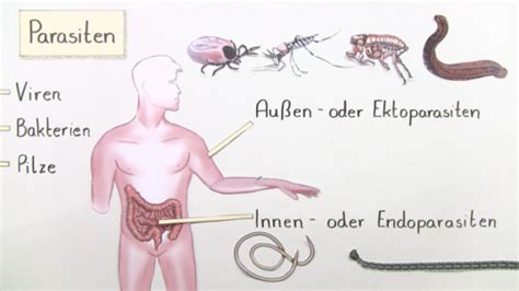 Biotische Ökofaktoren im Überblick Ökologie Beziehungen zwischen