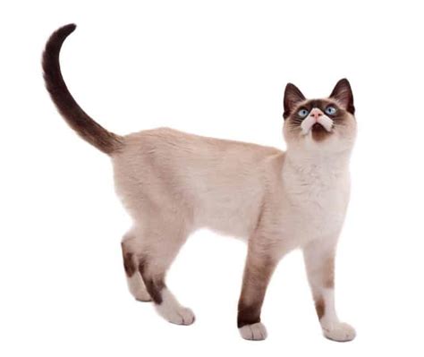 Siamese Cat Names Best 226 Names For Your Furbulous Pet