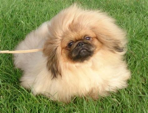 10 Famous Dwarf Dog Breeds Around the World